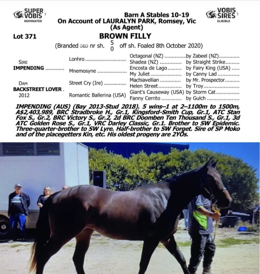 gordy160472's tweet photo. @saabhasan @shamrockracing
Call 1300 722 378
Shares Available for this lovely Filly by Impending x Backstreet Lover.  She is broken in and ready to start her racing career.  Come and join the team at SH Racing. https://t.co/uW7tJvUQOq