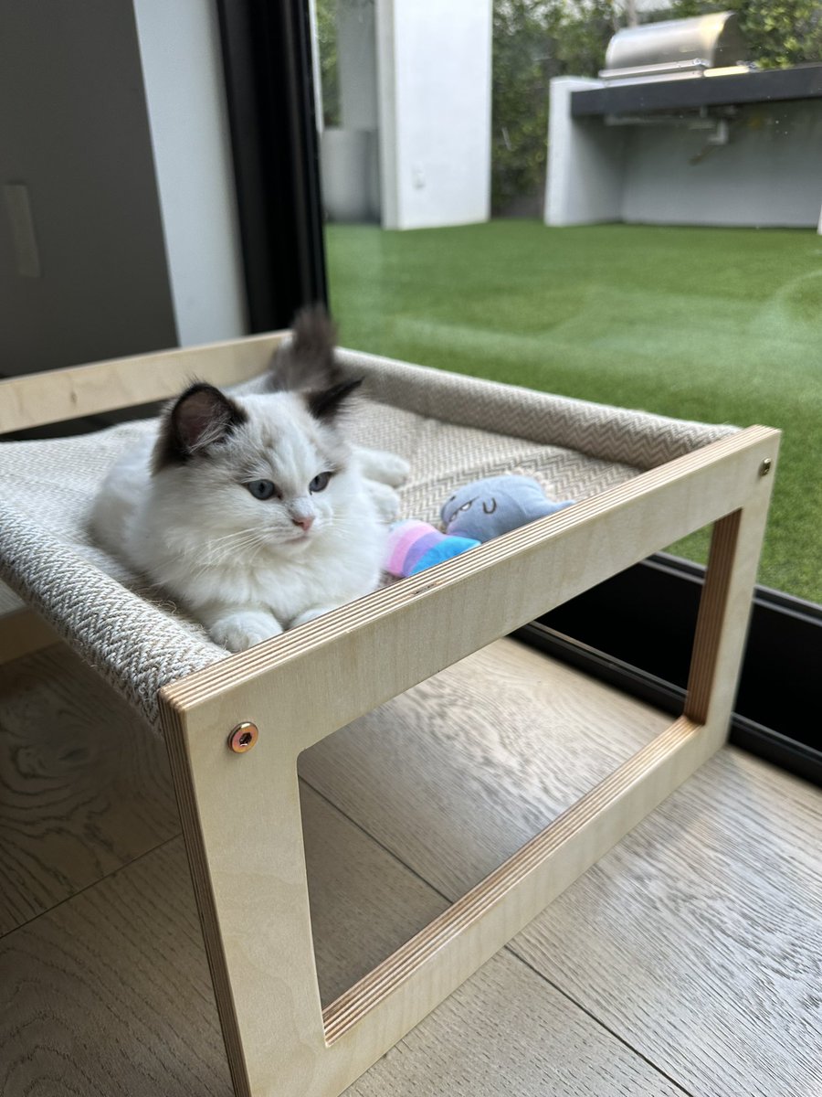 I got him a lil cat bed 🥰