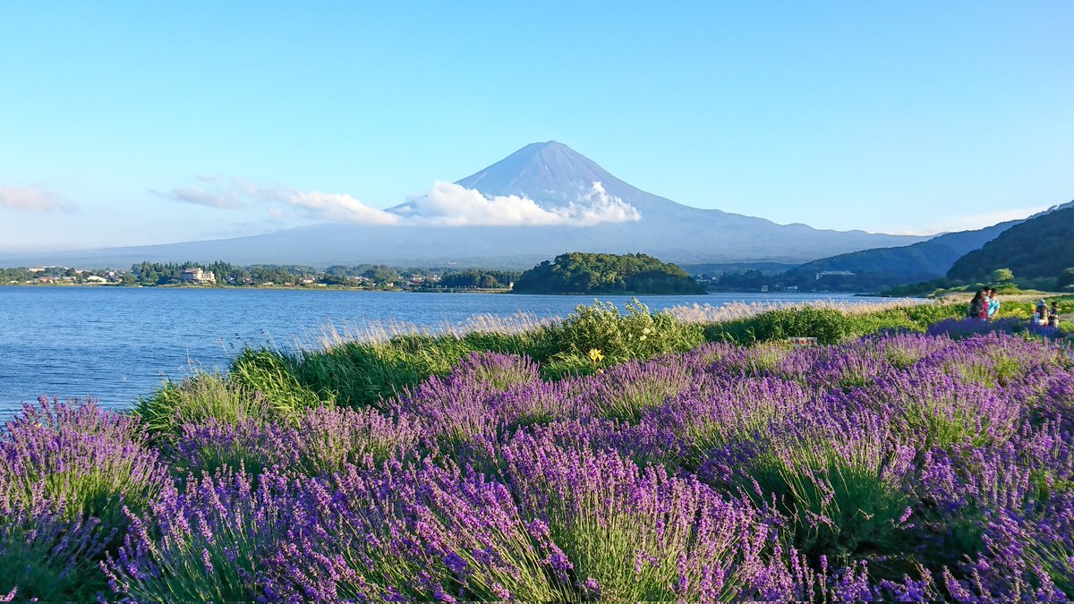 おはよう富士山！ 2018年7月2日に当時使ってたスマホ📱Xperia で撮影 そんなに画質良くなかったけどね🥴 この頃のラベンダーは「おかむらさき」が結構植えてあったけどやはり難しいらしく今は殆どグロッソ系になっています😳
