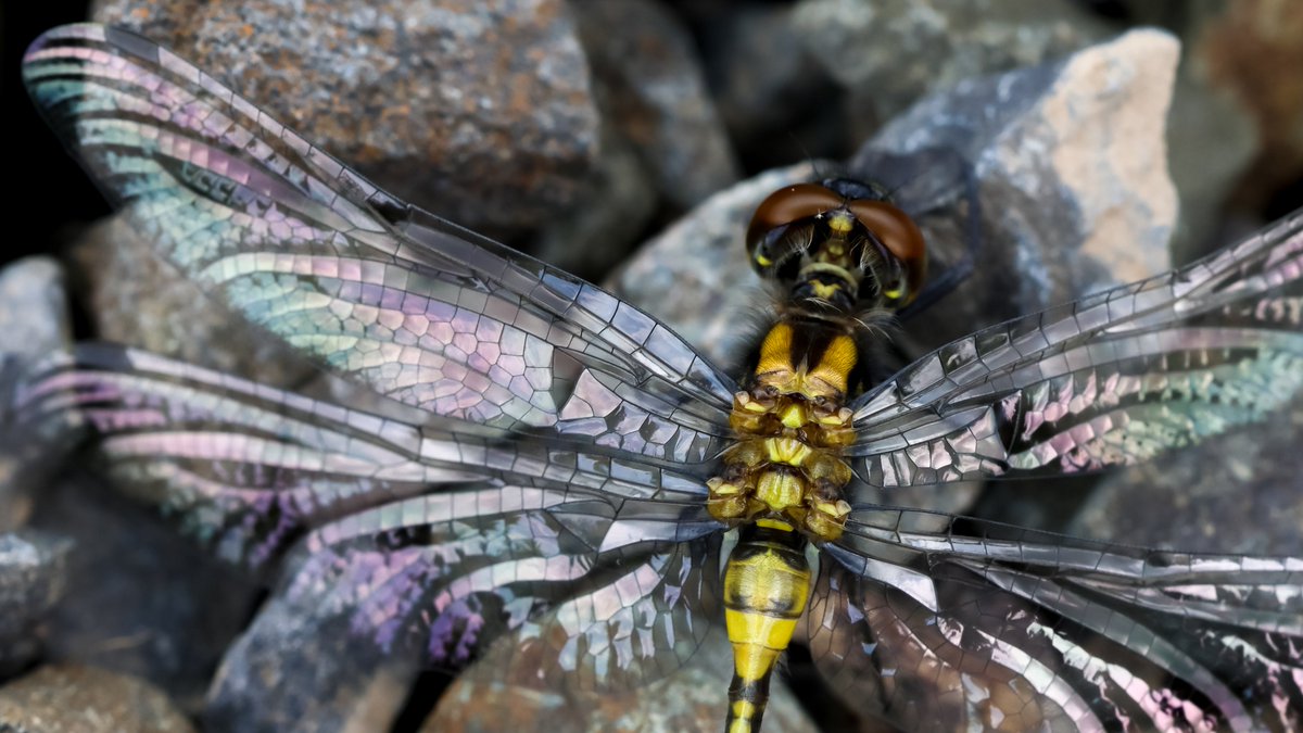 phrankberes's tweet photo. @sykesjeff A teneral Crimson-ringed Whiteface (Leucorrhinia glacialis) from the Shawangunk Ridge, Ulster County, New York, USA.
#Dragonfly https://t.co/V7ToQAZQ1t