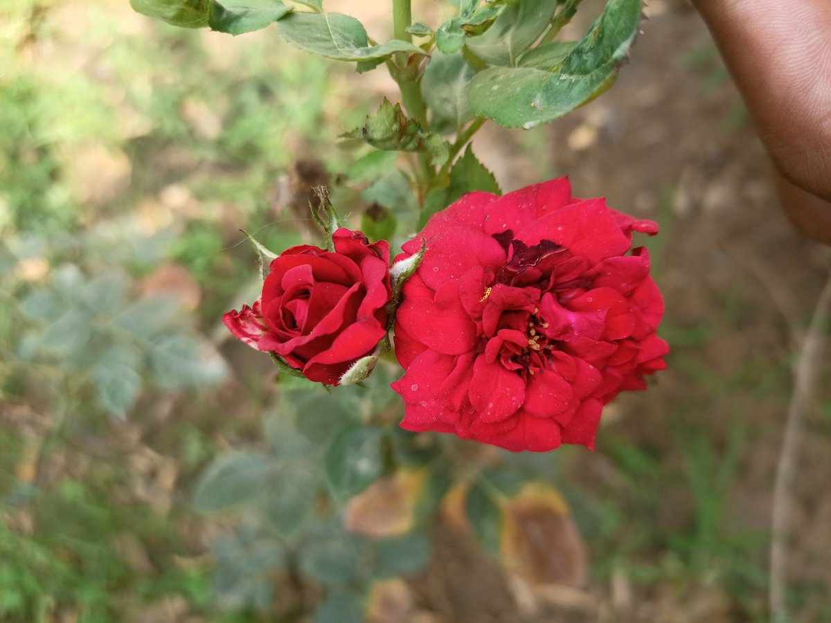 Good Morning 🌅

#photography #photo #PHOTOS #PhotoOfTheWeek #PicsOfTheDay #photo #फोटो #NaturePhotography #ROSE #RoseWednesday #sunset #SunsetLovers #sunshine #PhotoOfTheWeek #sonsatos #morningmorning #Mondayvibes #Mondayvibes