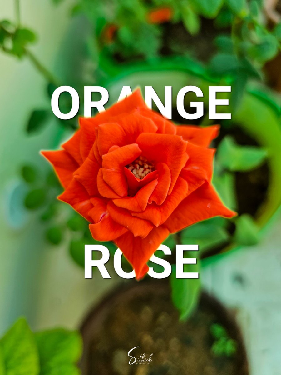 Orange Rose 🌹 🧡 captured with #GalaxyS23Ultra 😍

Added text via Gallery app 😉

#withGalaxy #TeamGalaxy #ShotOnSnapdragon #ShotOnSamsung
#ShareTheEpic 

@SamsungMobile @SamsungMobileUS @SamsungIndia @Snapdragon @Snapdragon_IN @Snapdragon_UK @gregcroc @Antonio_Luis