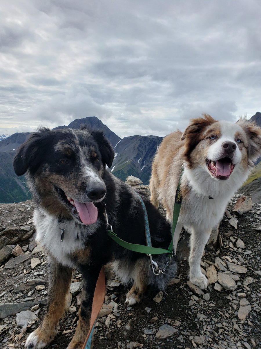 Australian Mountain Shepherds

#alaska #seward #mtmarathon #mountmarathon #mountains #hiking #Summitventures #ohtheviews #happy #happydog #noteventired #justanotherday #alpine #australianshepherd #bluemerle #redmerle #aussie #puppyoftwitter #adventures #smiling