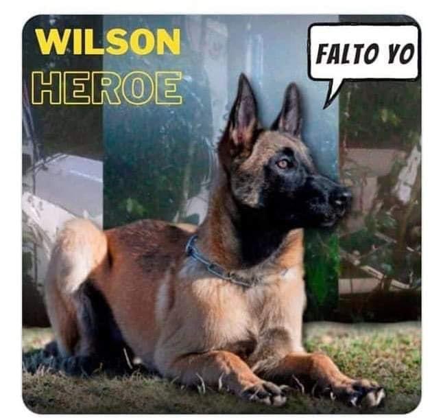 FAnimalove's tweet photo. Qué pasó con Wilson?
Te seguimos esperando Héroe 
Pasan los días y lo están olvidando 💔
RT 🙏🐾
RT
RT

@COL_EJERCITO https://t.co/IHCfLkV4rt