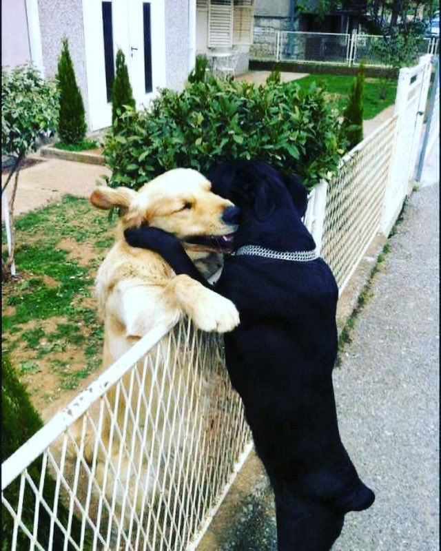 Take time to hugs despite the barriers. #hug #taketime #doghugs #JoyTrain #BeKind