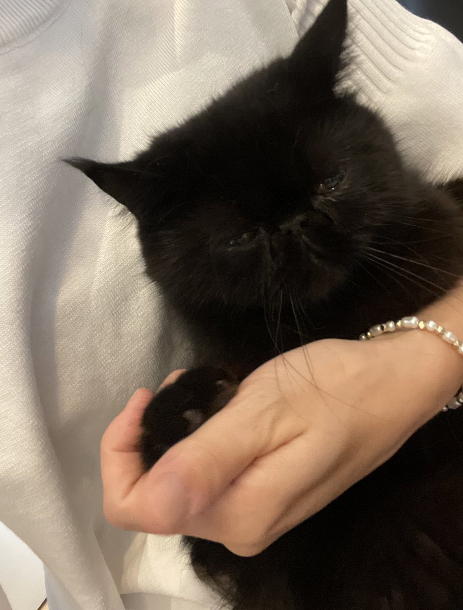 【黒猫】 マンチカンの子猫販売 ブリーダーの出産情報 猫専門ペットショップ