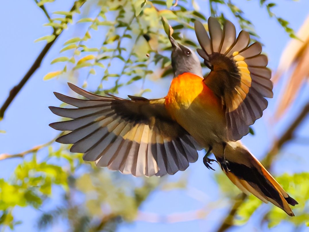 Pictured a #smallminivet showing off it's orange colour for the theme #VIBGYORinNature by #indiAves #birdwatching #birdphotography #BirdsOfTwitter #natgeoindia