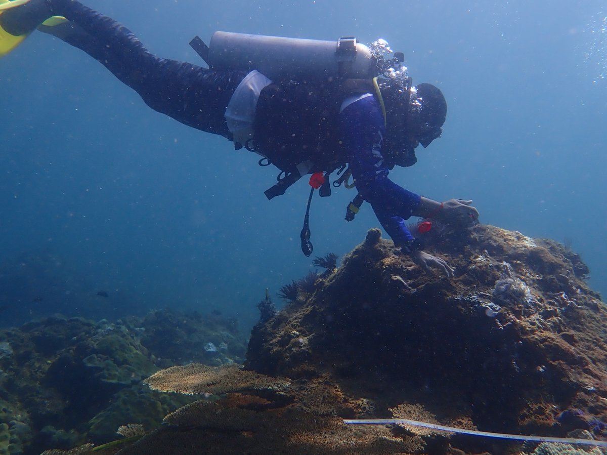 Australian Institute of Marine Science (@aims_gov_au) on Twitter photo We're training reef monitors with Brunei Dept. of Fisheries to automate data collection & analysis using #ReefCloud. With <a href="/ausgov/">Australian Government</a> we aim to build reef monitoring capabilities to inform sustainable management of the ecosystems that support communities.
🔗ow.ly/KoPo50OUwuU We're training reef monitors with Brunei Dept. of Fisheries to automate data collection & analysis using #ReefCloud. With <a href="/ausgov/">Australian Government</a> we aim to build reef monitoring capabilities to inform sustainable management of the ecosystems that support communities.
🔗ow.ly/KoPo50OUwuU