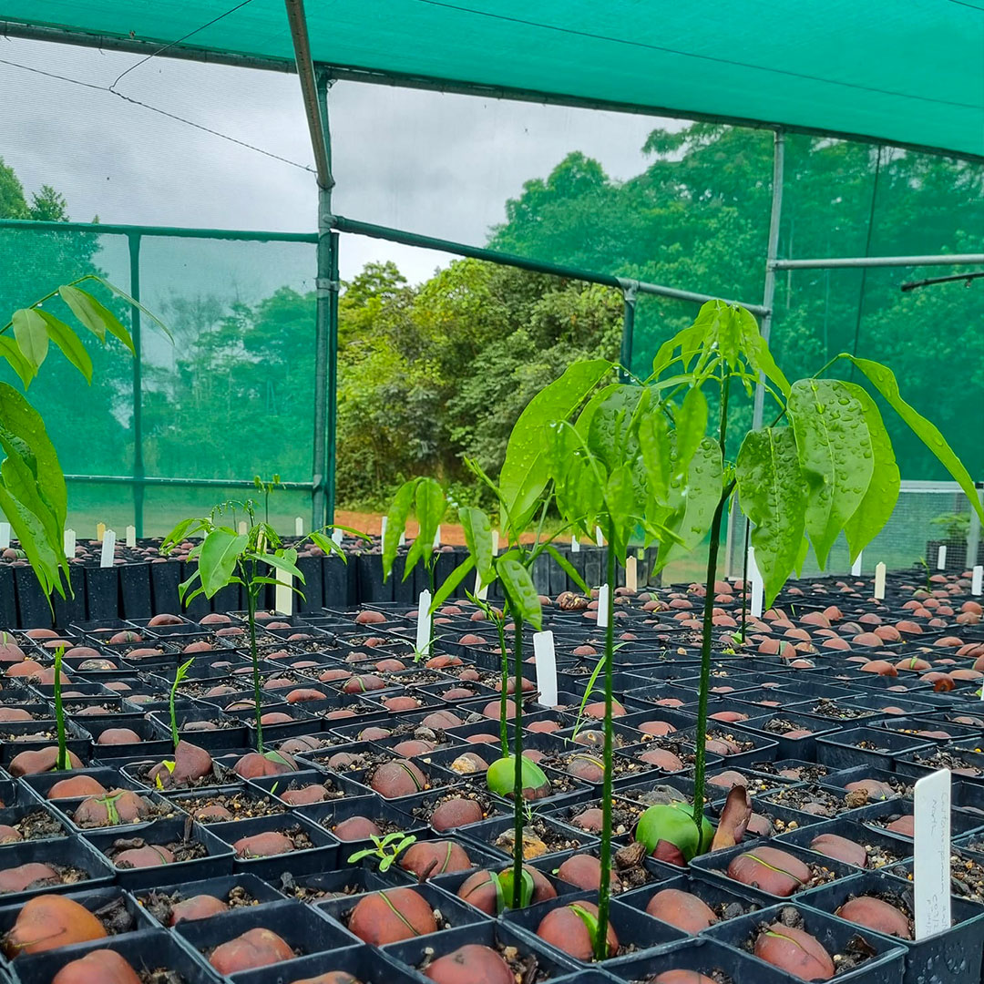 RFR_AU's tweet photo. Your crypto donations can help fund our Plant a Rainforest and Protect a Rainforest projects which are focused on planting trees and purchasing and protecting rainforest.

Read more online and donate today: https://t.co/B1ufamEC80 💚. 

#CryptoDonation #ProtectRainforest https://t.co/jB7dGgwZGN