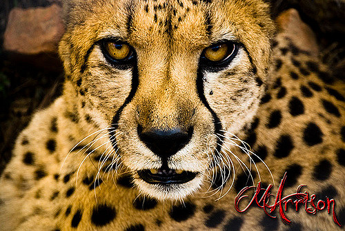 Hourly Cheetahs tweet media