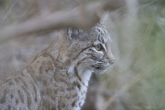 HourlyLynxes presents: