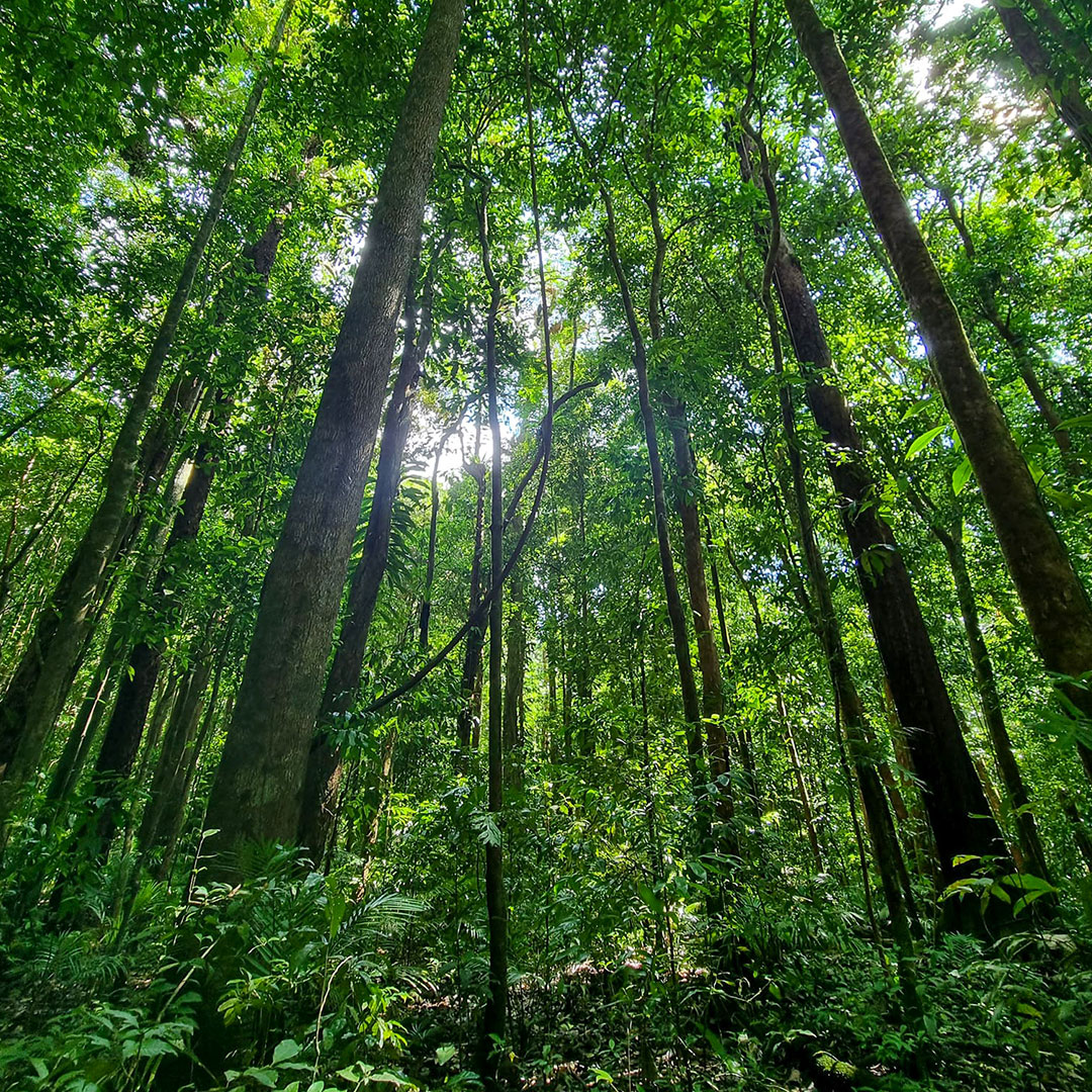RFR_AU's tweet photo. Your crypto donations can help fund our Plant a Rainforest and Protect a Rainforest projects which are focused on planting trees and purchasing and protecting rainforest.

Read more online and donate today: https://t.co/B1ufamEC80 💚. 

#CryptoDonation #ProtectRainforest https://t.co/jB7dGgwZGN