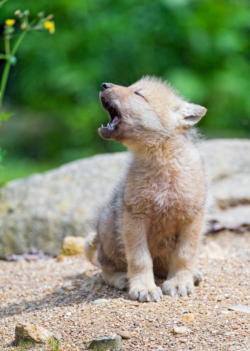 HourlyWolves presents: