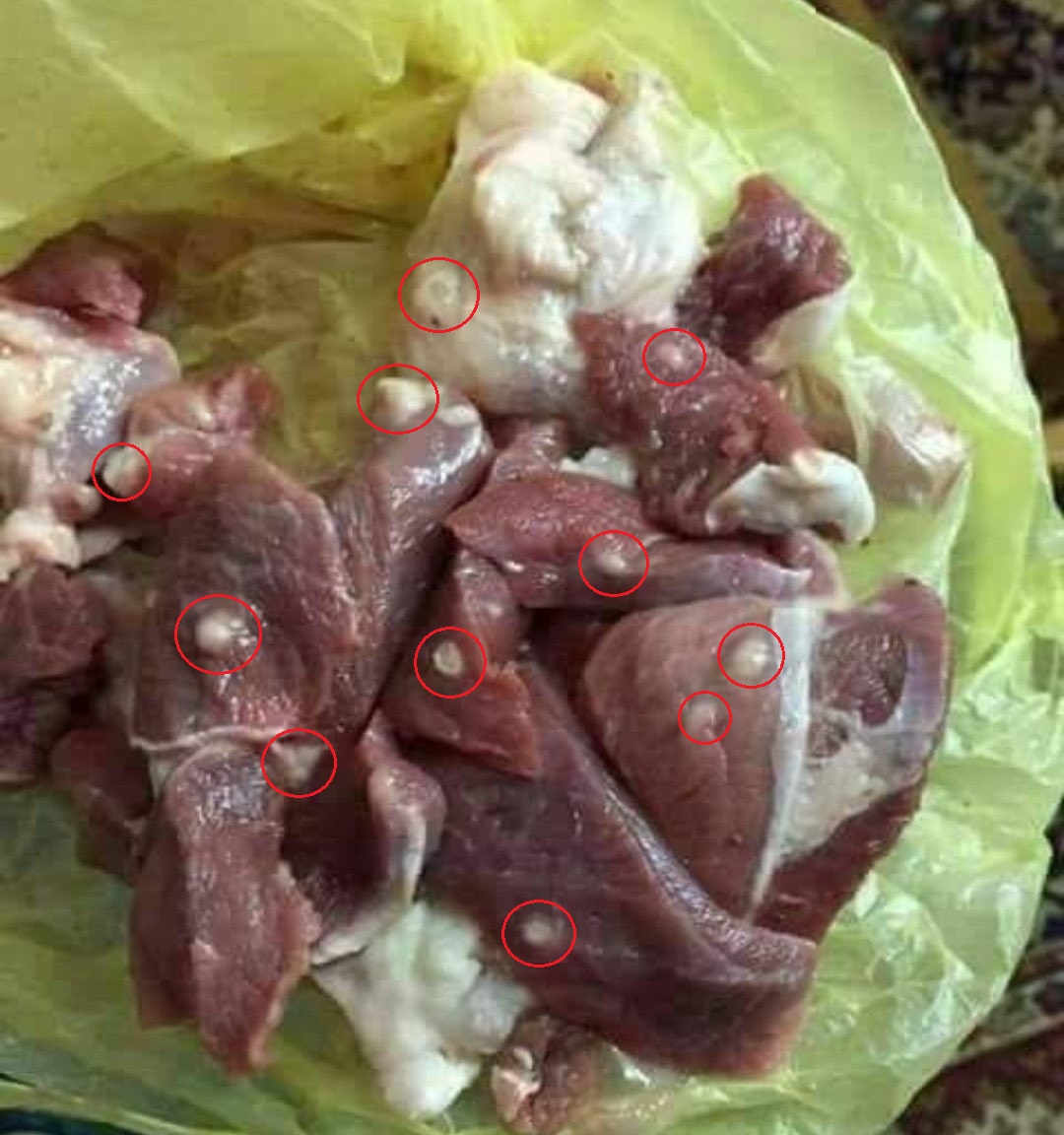 Bio_comunidad's tweet photo. ...
PARÁSITOS MORTALES

Esas burbujas blancas que vemos en esta imagen son quistes (larvas o gusanos inmaduros) de Trichinella sp, un parasito mortal y peligroso.

La triquinosis es una enfermedad parasitaria causada por el consumo de carne mal cocida que contiene quistes de Trichinella sp.

Este parásito puede encontrarse en la carne de animales como el cerdo, el oso, la morsa, el zorro, la rata, el caballo y el león.

Cuando una persona come carne infectada, los quistes de Trichinellase liberan en los intestinos y se convierten en nematodos adultos.

Los nematodos producen otros gusanos inmaduros que migran a través de la pared intestinal hacia el torrente sanguíneo.

Los gusanos de Trichinella invaden los tejidos musculares, que incluyen el corazón, los pulmones y el cerebro.

Posteriormente se enquistan y se convierten en "burbujas blancas" o quistes. Las larvas encerradas en estos quistes son viables muchos años.

Estos quistes pueden causar síntomas que van desde dolores musculares leves hasta problemas cardíacos y respiratorios graves.

La severidad de los síntomas varía dependiendo de la ubicación y la cantidad de quistes de Trichinella presentes en el cuerpo.

No olvides seguirnos ❤️