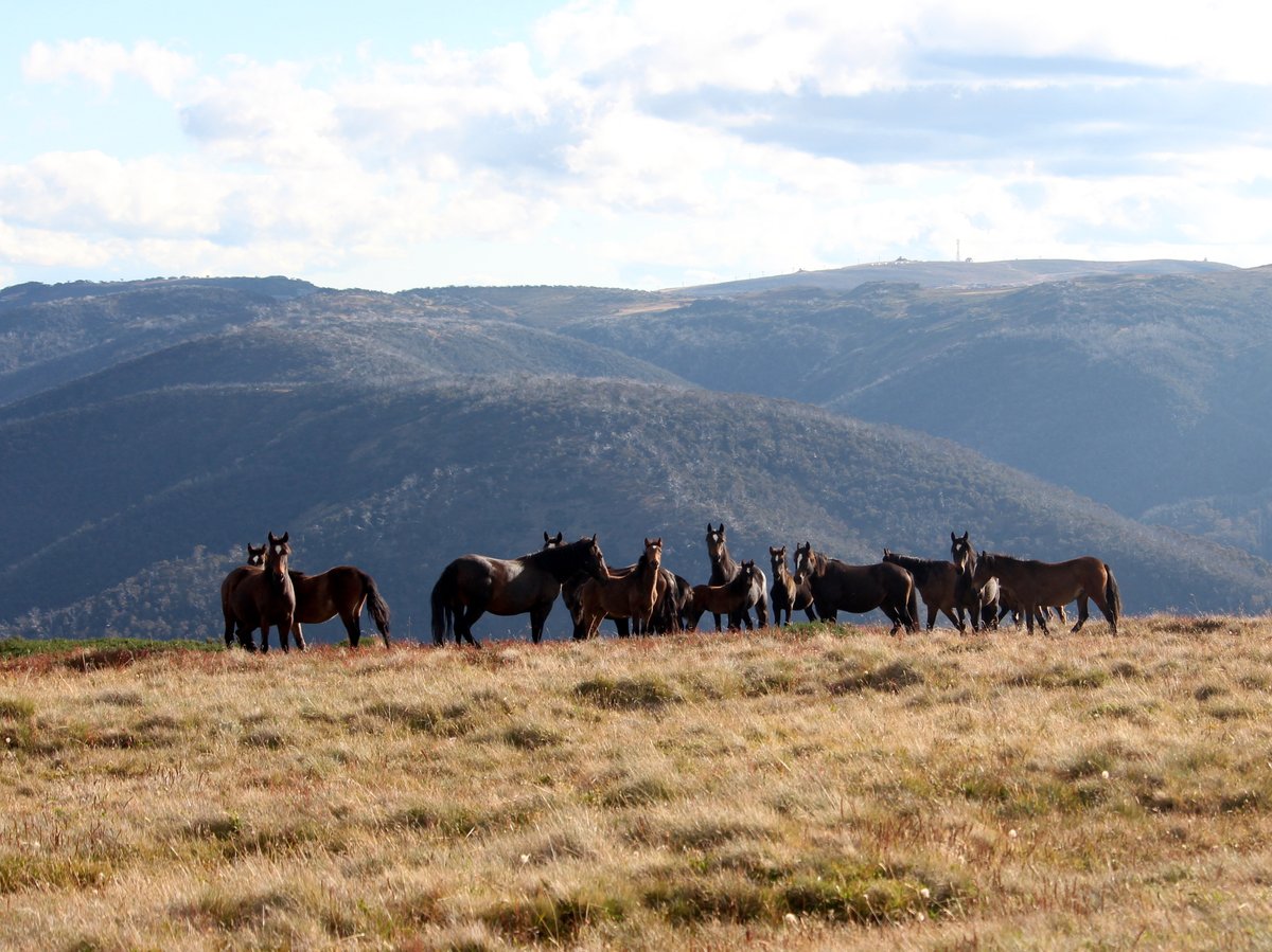 Published: Paper from Dave Berman, Jill Pickering, Myself and Ben Allen. Please have a read. 

Density-impact functions to inform feral horse management.

Find it here:
onlinelibrary.wiley.com/doi/10.1002/wl…