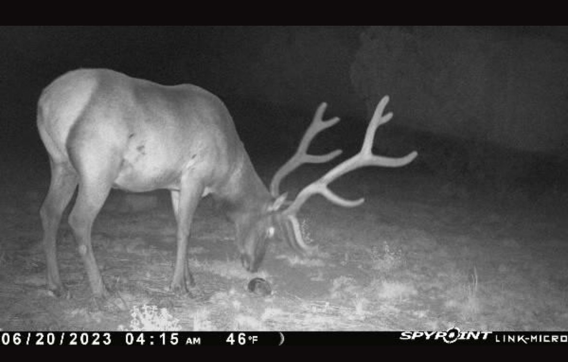 Humbling. Beautiful bull elk on the game camera a couple of nights ago.