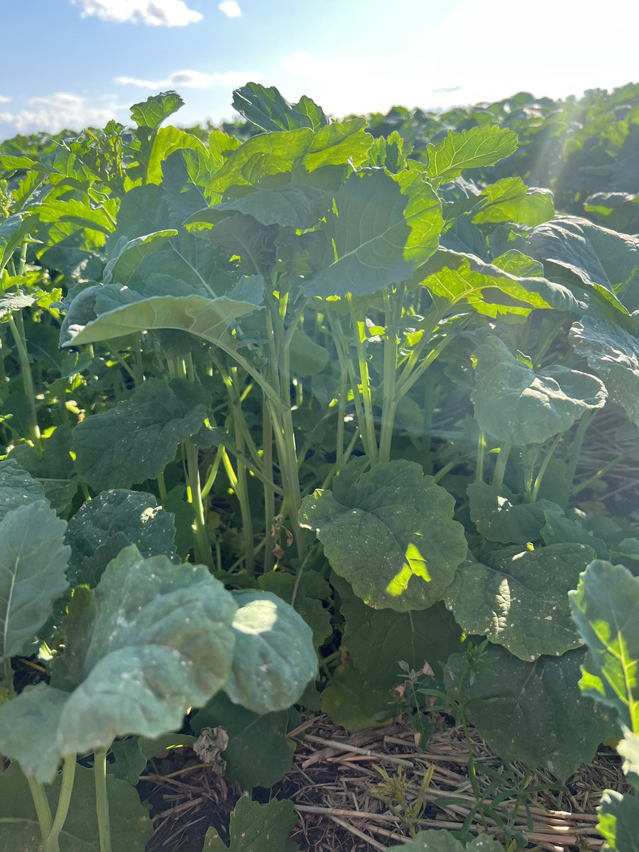 Trinitybiochem's tweet image. Swan River Canola. .5L #Fullbore #Trinitybiochem #crazy