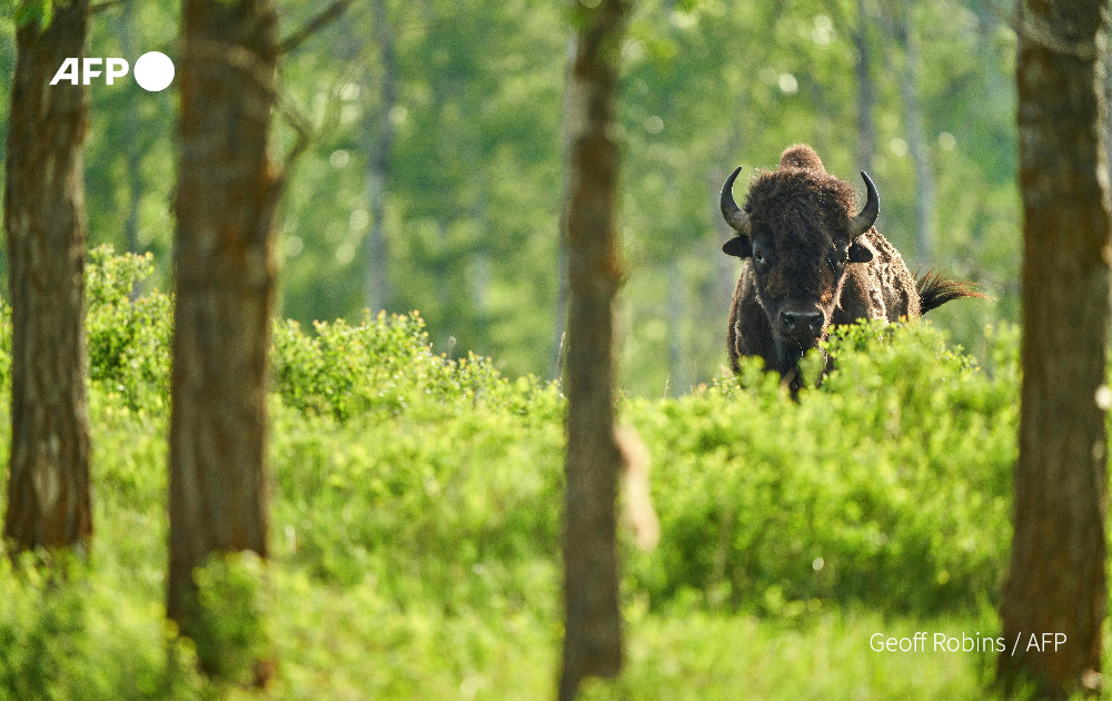 AFP's tweet photo. Back from the brink.

Wild bison that once numbered in the tens of millions in North America before being hunted almost to extinction are once again thriving in a pocket of western Canada

https://t.co/BDxnWFq01v https://t.co/g9r9flyZuf
