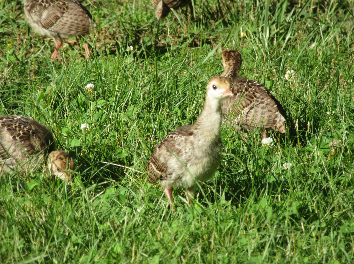 Safigirl17's tweet photo. Baby turkeys and a bunny...
#NHNature #LoveWildlife https://t.co/PGDX459KHS