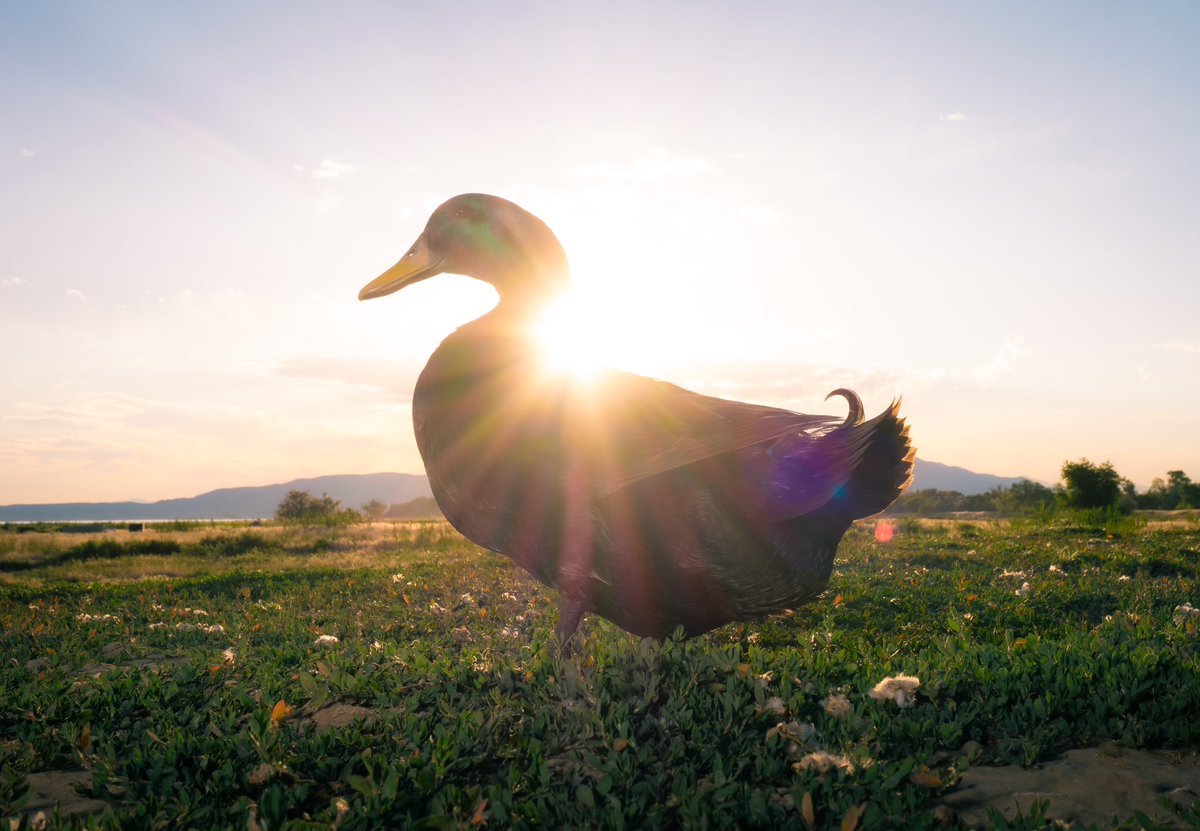 DuckFoodBot's tweet photo. Seeds in hand, ‘neath sunset’s glow,
Feeding ducks, where peace does flow,
In each quack, love does grow.

(retweet to feed the ducks https://t.co/bCx4zPeNUf) https://t.co/3jcc9SqCA6