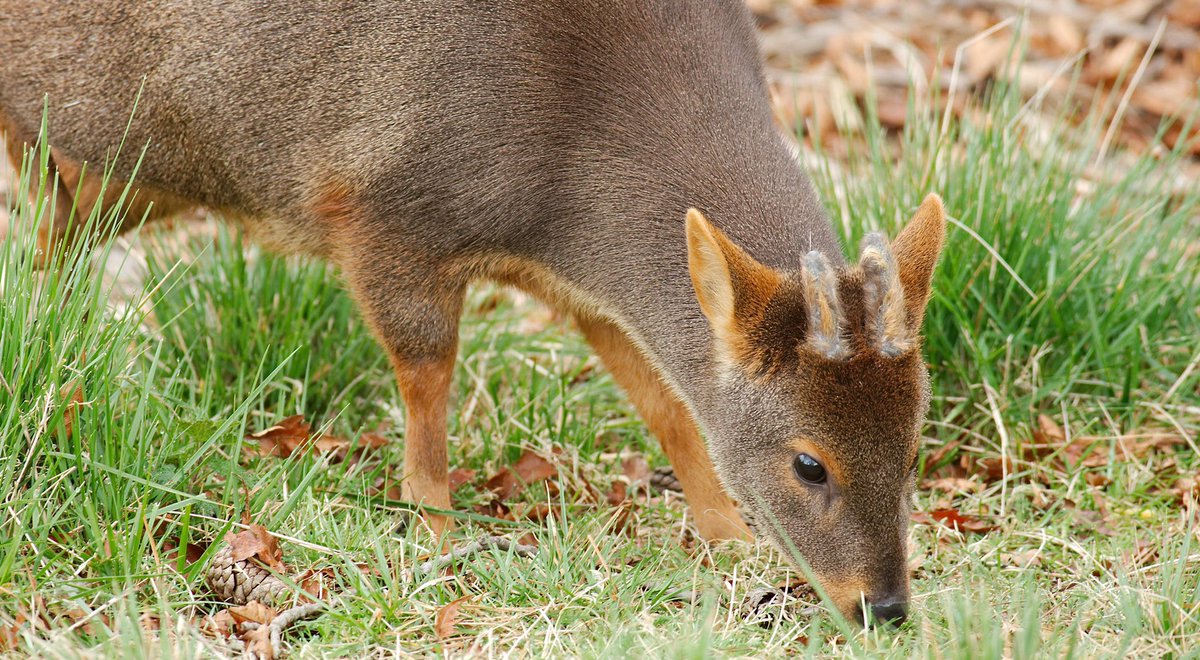 @balletdisco They are one of the smallest deer in the world! They are from Chile 🇨🇱 ^____^ Although they are protected in Chile, sadly they are almost in danger of extinction :(