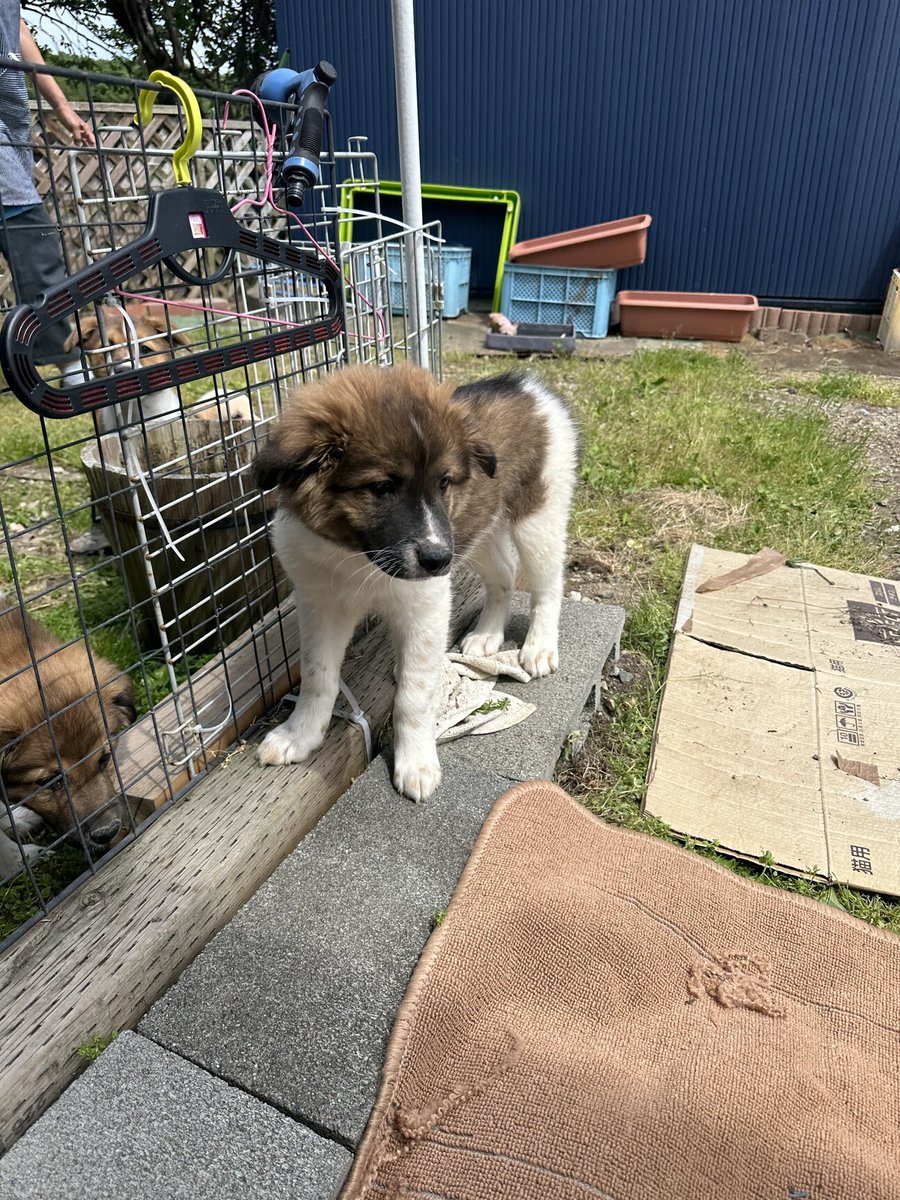 まどり on Twitter "RT tochigisatooya 【里親募集】「かわい男の子」栃木県 犬の里親募集