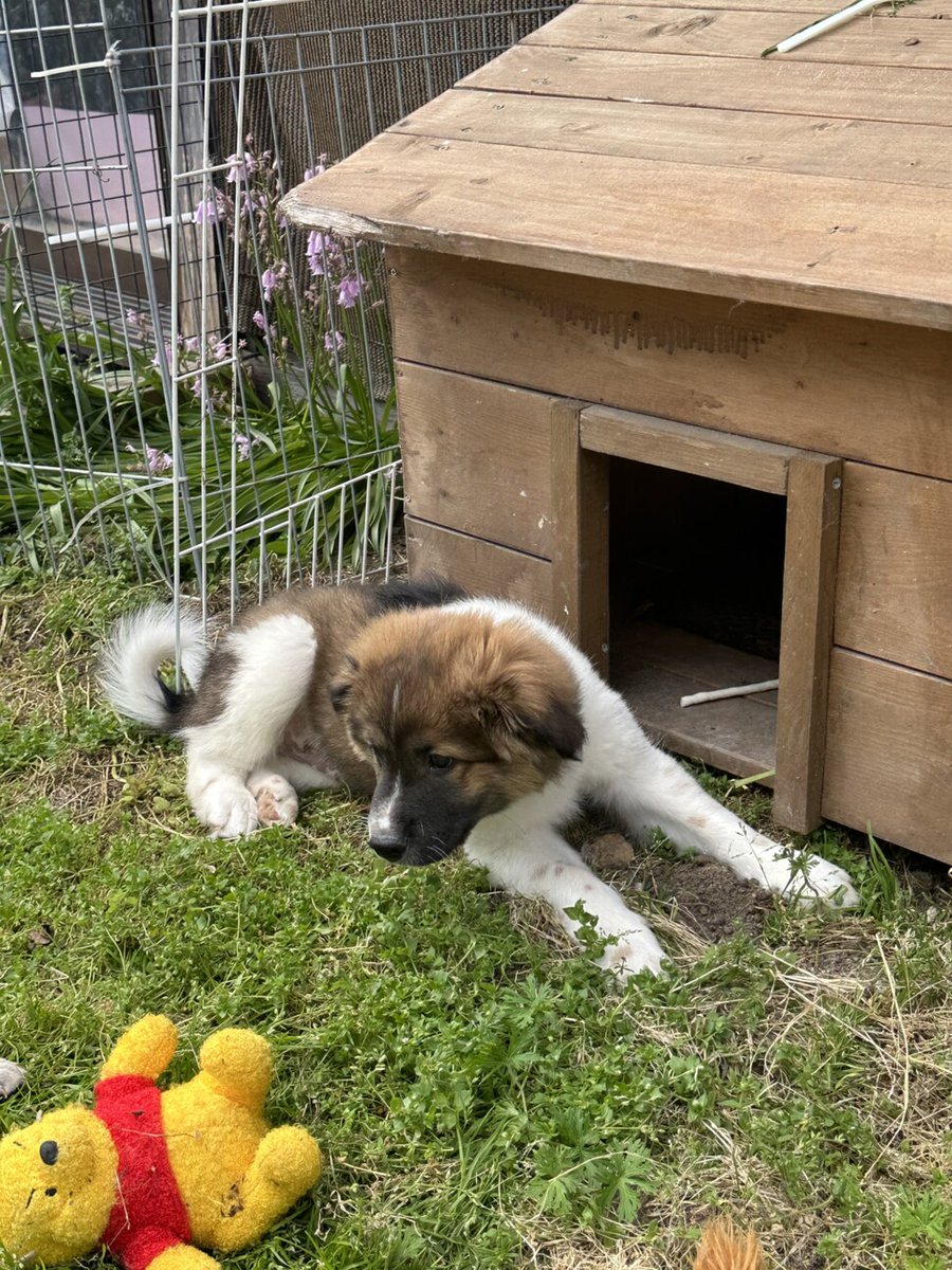 まどり on Twitter "RT tochigisatooya 【里親募集】「かわい男の子」栃木県 犬の里親募集