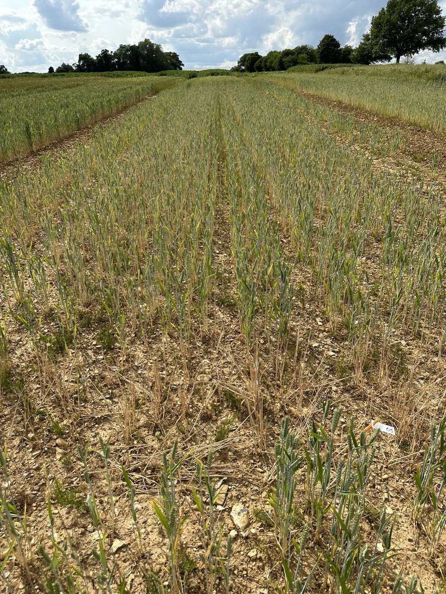 John Kirkegaard tweet media