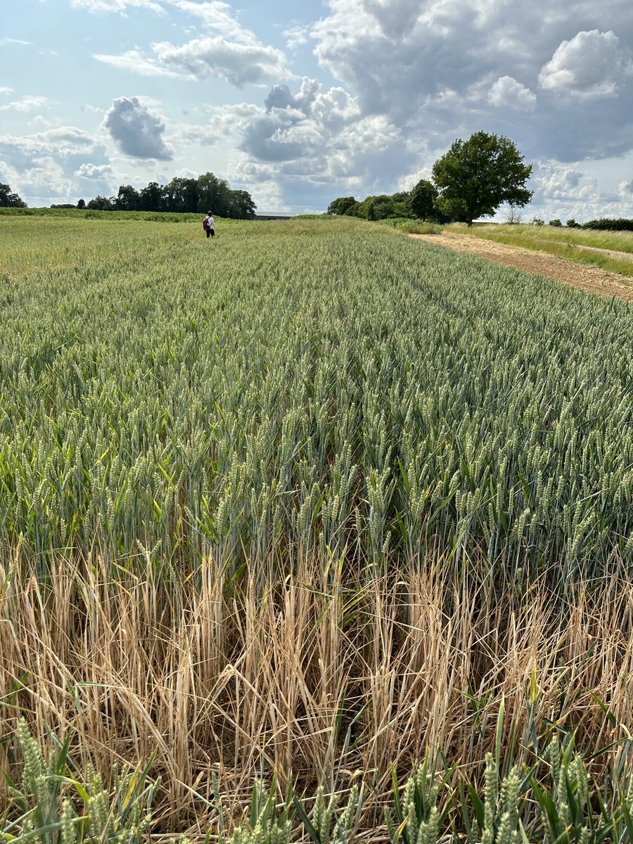 John Kirkegaard tweet media