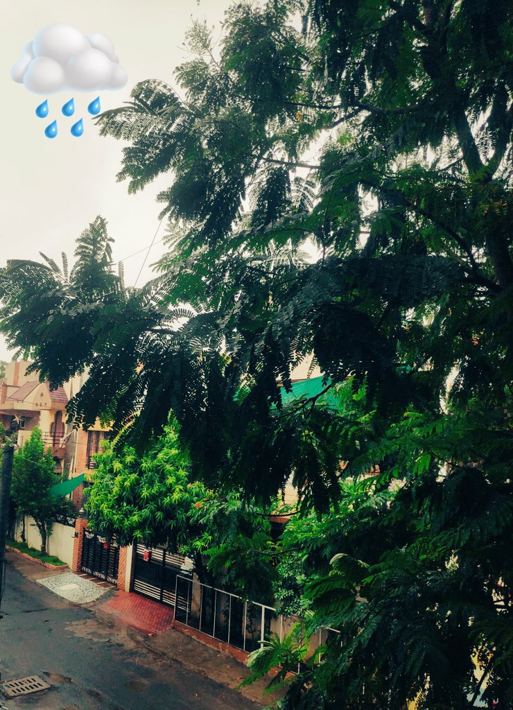 sakshirbhate06's tweet image. First rain🌧️, a gift from the heavens🌫️, washing away yesterday's worries🫧 and rejuvenating our spirits🌠. Let the raindrops inspire you to cleanse your mind🧠, nourish your dreams,🎑 and bloom with determination.🌼

#firstrain #motivation #hope #Faith