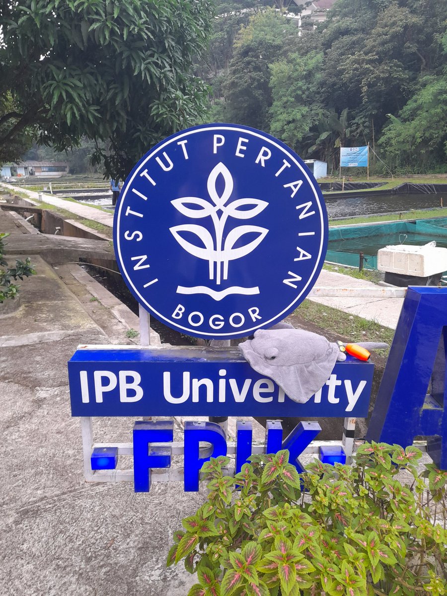EleanorGreenway's tweet photo. Earlier this week we arrived in Indonesia for the PhD knowledge exchange. It's been amazing so far and today I'm presenting with Timo our research Bogor Institute of Science and Technology @sithitb click the link to join! Our talk will be at 09:30/10:30 (ENG/NL time)¾ https://t.co/VVOxf7hFy1