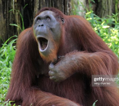 AntiTrumpCanada's tweet photo. Known for their distinctive orangey  fur, orangutans with the smallest testicles, scream the loudest in order to compensate. https://t.co/DTbFZwGwMe