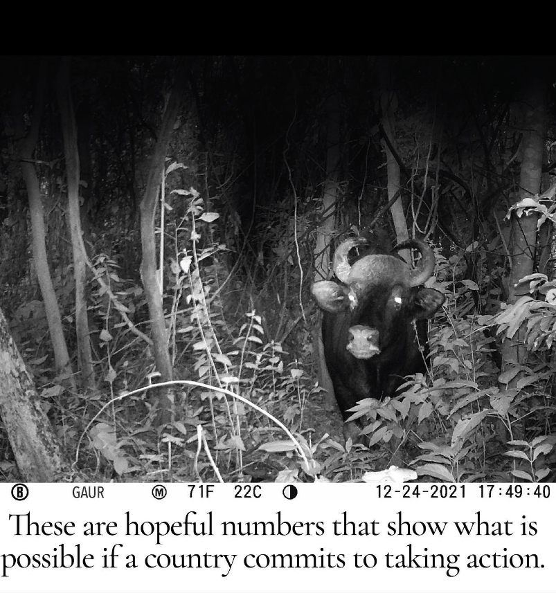 Toastiewiththe's tweet photo. #AngelinaJolie Latest IG post - #ZeroSnaringCampaign #Cambodia #StopTheSnares photos from her MJP Cameras in Cambodia https://t.co/xRbhTiQ0Em