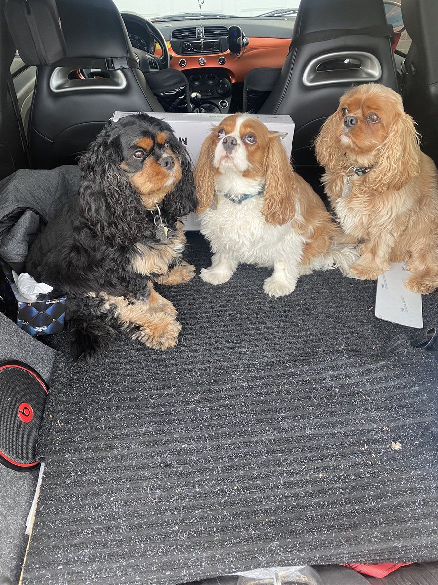 @breakfasttv Dash, Duke, Dickens going for a ride to grandmas!