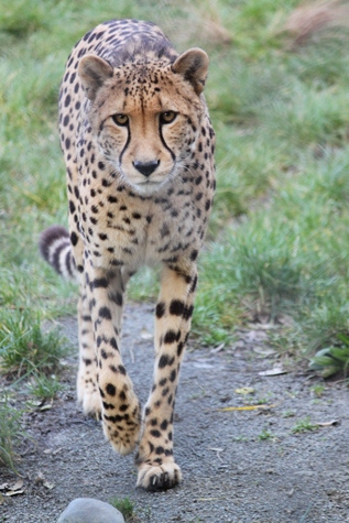 Hourly Cheetahs tweet media