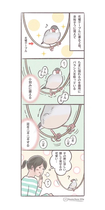 不安定な充電ケーブルに上手に乗る2号、でも余裕そうにみえて案外頑張ってバランスを取っている
#文鳥 
#4コマ漫画 

*過去作ダウンロードできます!(固定ツイート参照) 