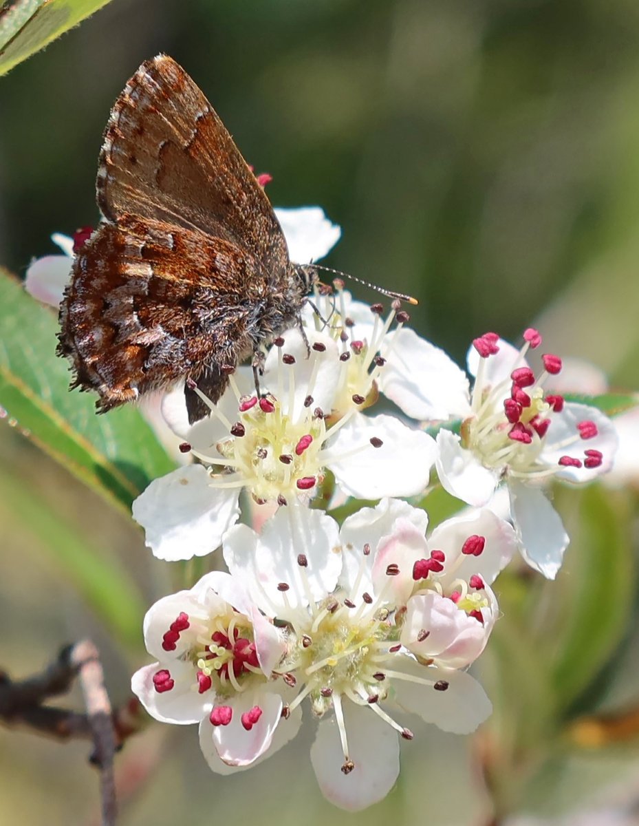 kerryyurewicz's tweet photo. I'm a bit late to the party but it's #PollinatorWeek! And... it's never too late to express appreciation for the diverse animals that play this important ecological role. Here's an Eastern Pine Elfin #butterfly (Callophrys niphon) from earlier this spring in NH. #InvertOfTheWeek https://t.co/zTEcw3mObL