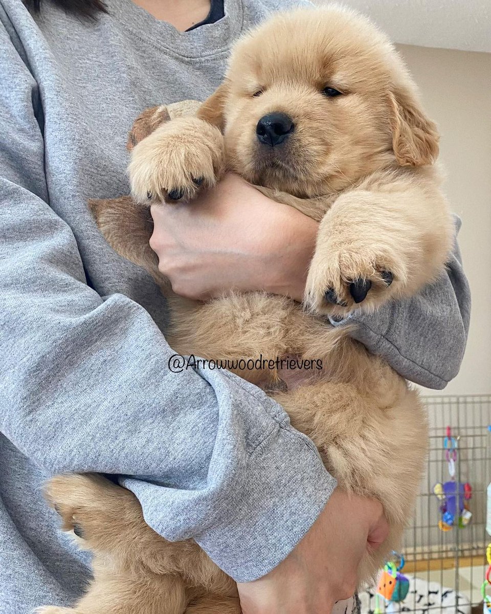 Extra cuddly 🥰
#goldenretrieverpuppy
#goldenretrieverlover
#goldenretriever
#dogs