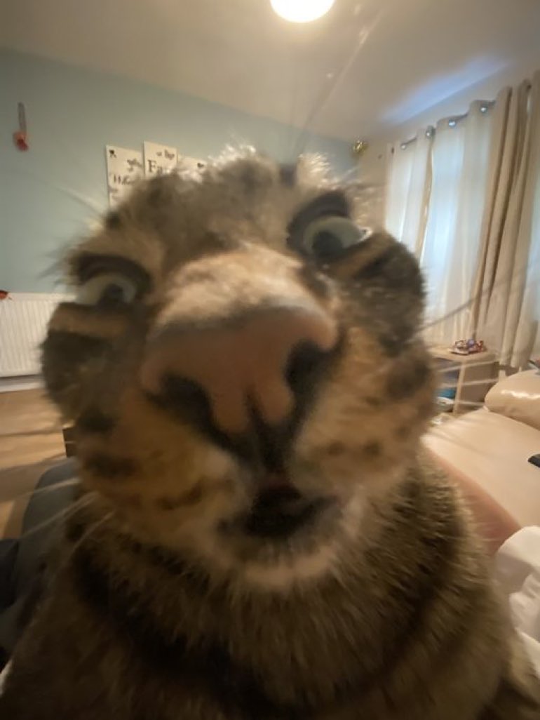 CatsHeld's tweet photo. https://t.co/bDifwUccRc