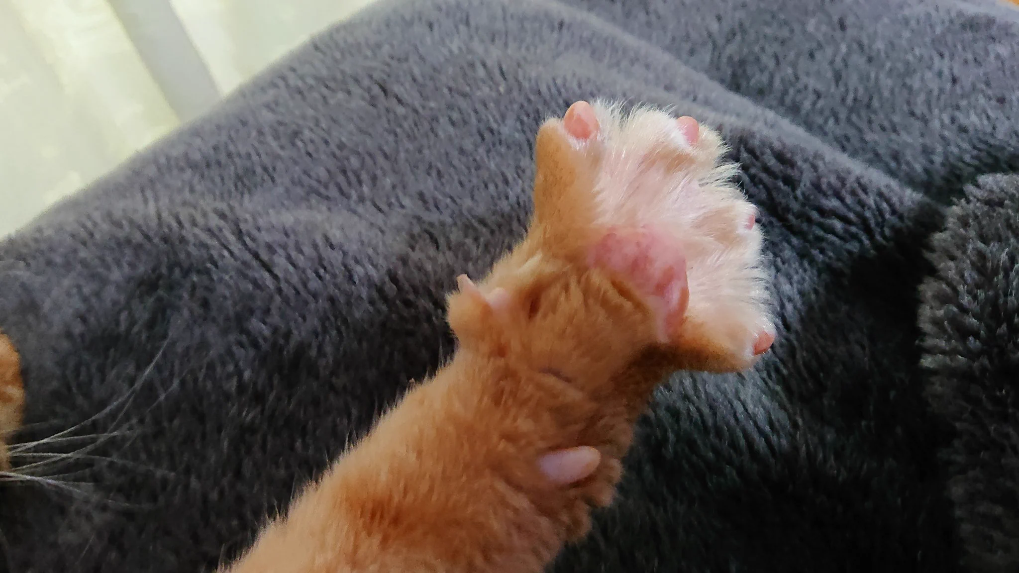 @kyuryuZ 我が家のねこ様の全力のグーパーです。 