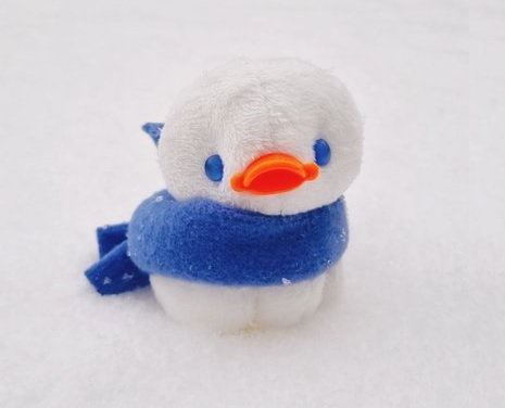 꼬누비 tweet media