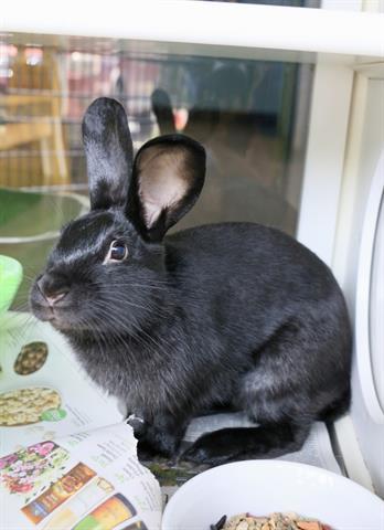 DIESEL is a baby bunny rabbit from #Murfreesboro, TN. petfinder.com/petdetail/6500…