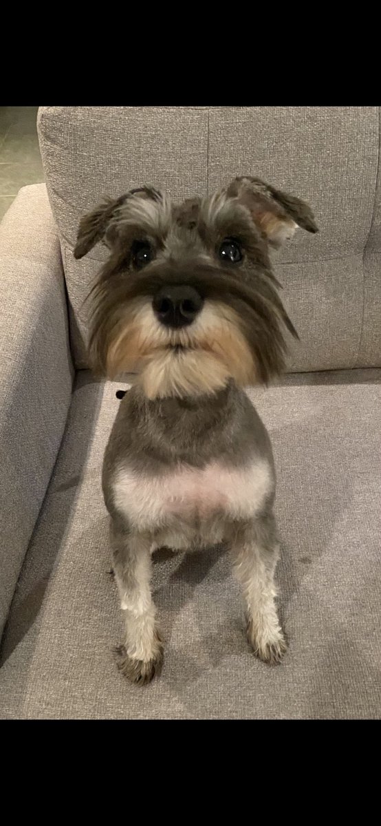 Ms Coco after her first full groom and clip #SchnauzerGang #DogsofTwitter