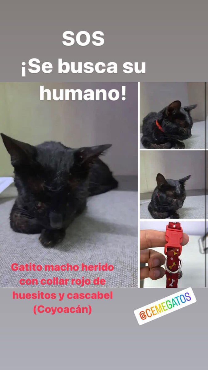 MascotasSismo's tweet photo. #Encontrado Gatito negro, pelo corto, collar rojo con estampado de huellitas. Estaba lastimado. 20/jun/23 sobre Miguel Ángel de Quevedo y Pacífico, Colonia Pueblo los Reyes, Coyoacán, CDMX. Hospitalizado en Cemegatos, tels. 5589369455 y 5589369448 https://t.co/xpQEESxpt0