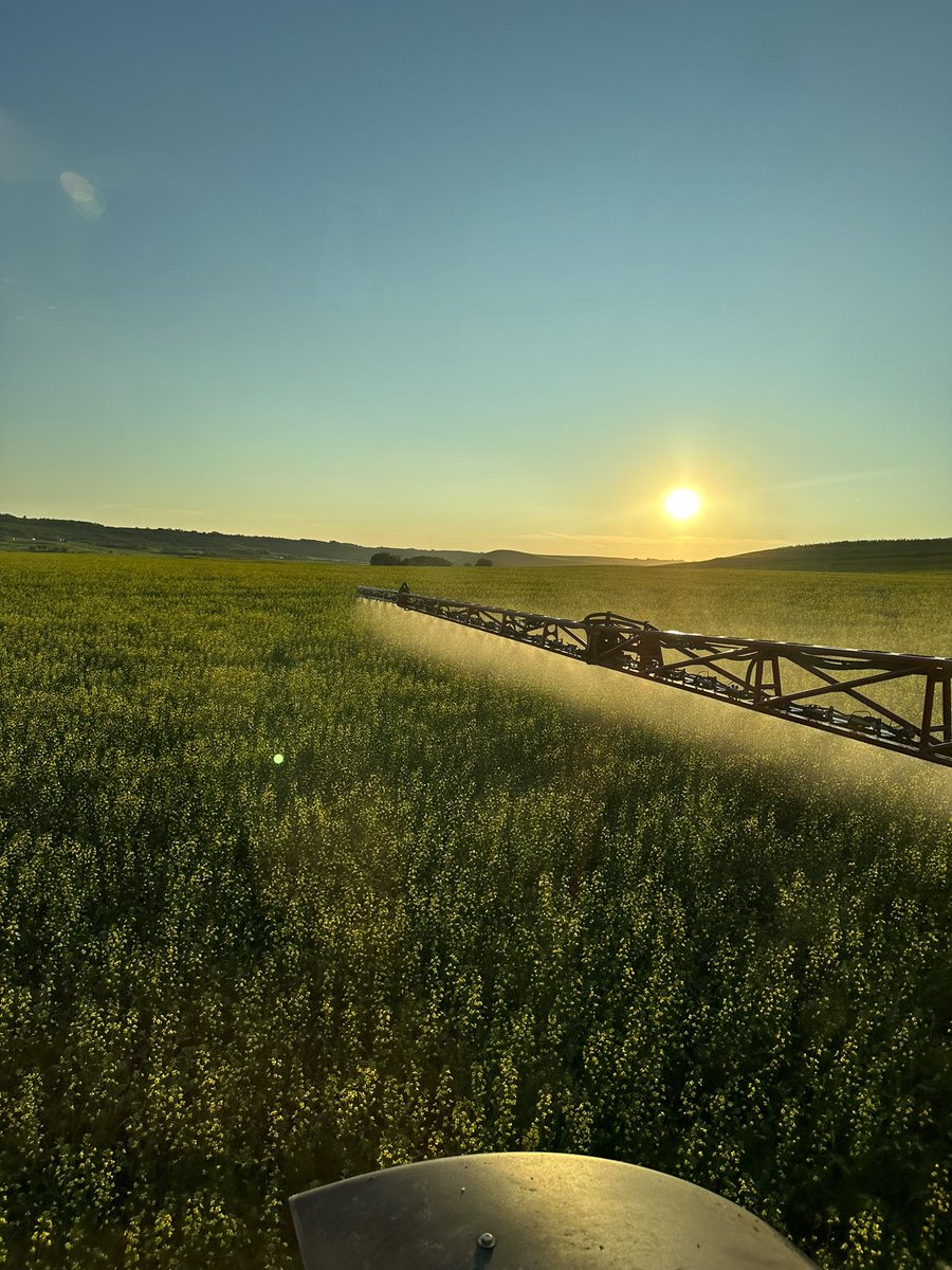 growharder's tweet image. If it looks good I guess we go. #proline @Bayer4CropsCA