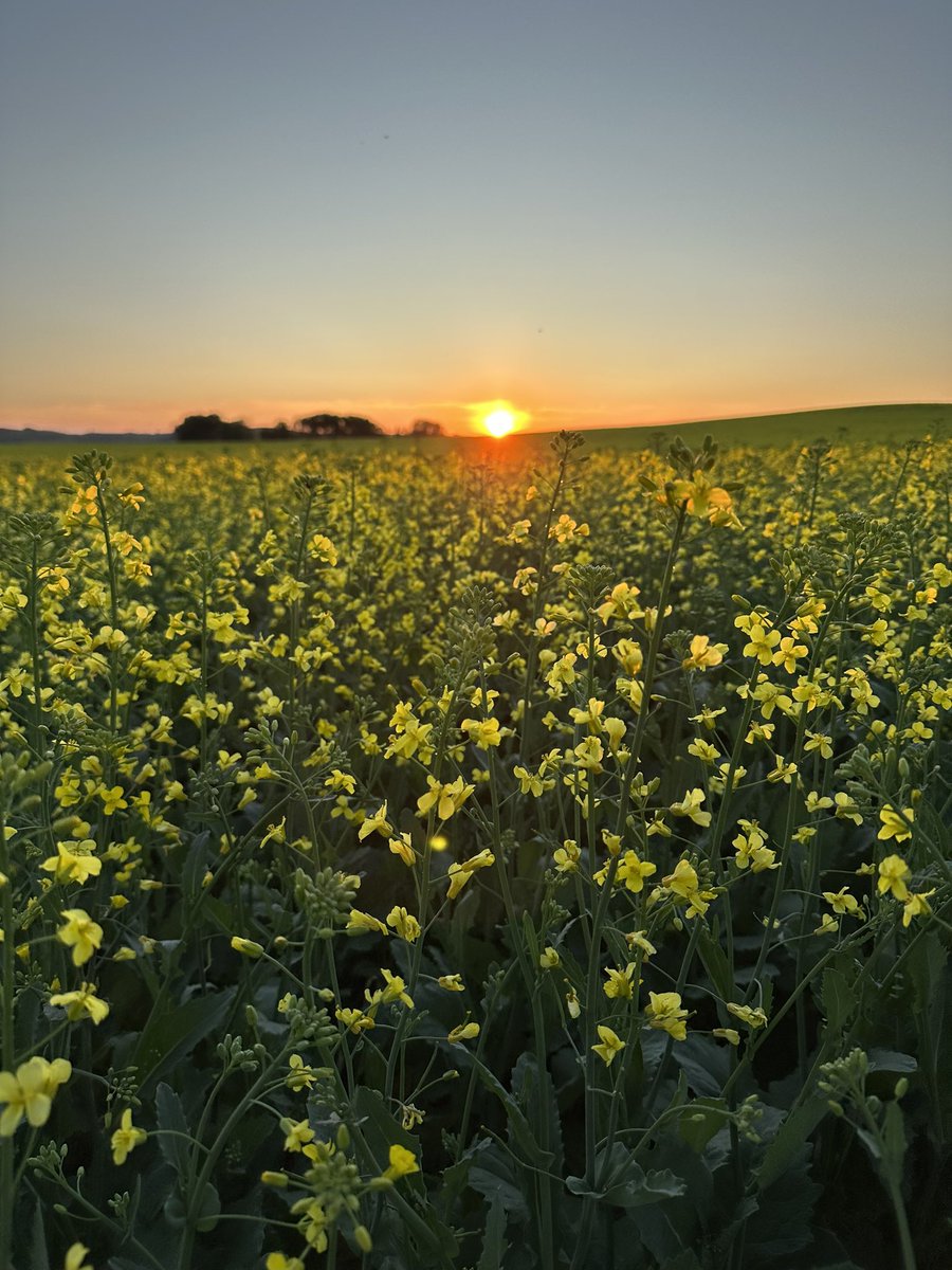 growharder's tweet image. If it looks good I guess we go. #proline @Bayer4CropsCA