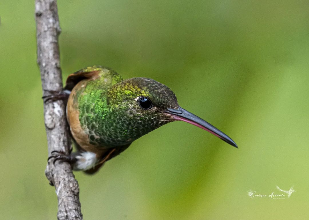 Nice hummingbird 😍😍