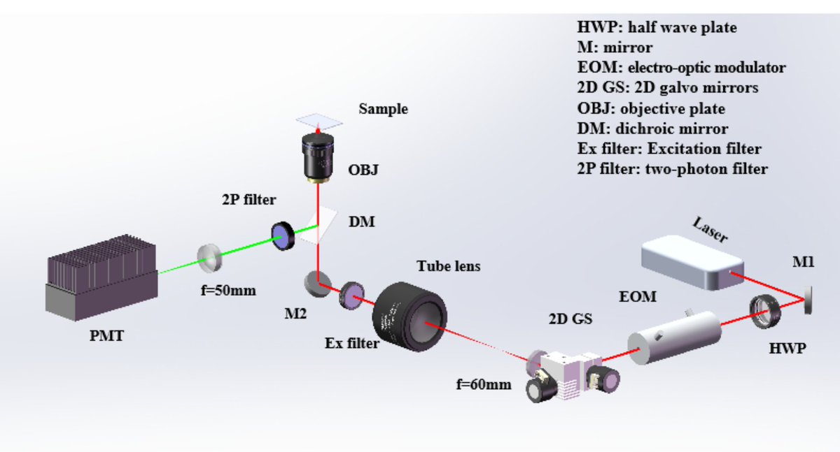 Paper read today 393: Multi-color two-photon scanning structured illumination microscopy imaging of live cells

onlinelibrary.wiley.com/doi/abs/10.100…

Laser scanning twophoton non-linear multi-color structured illumination microscope, with 3x resolution improvement.