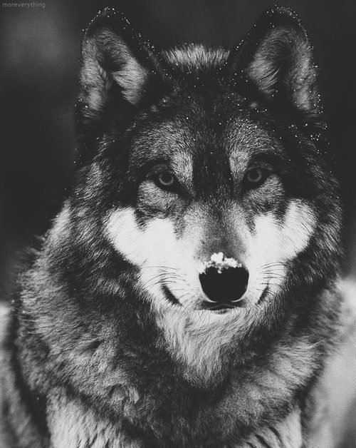 “The black wolf’s curse awakes every time that a full moon points in the middle of the sky”