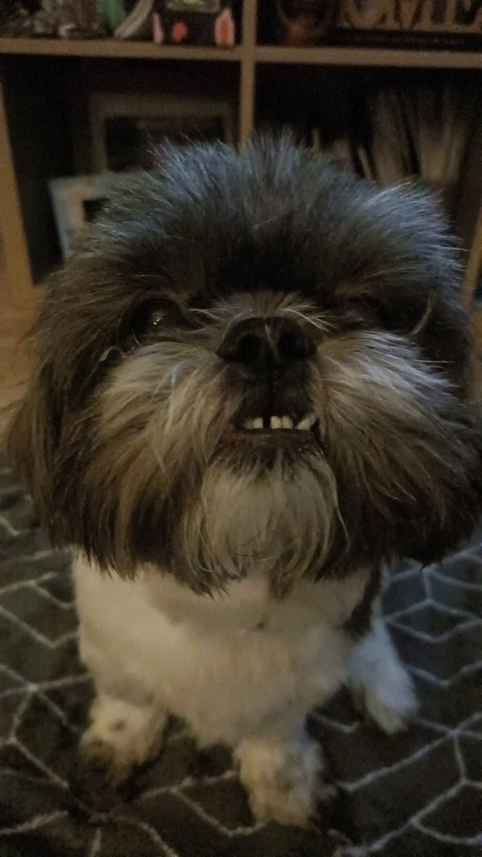@thismorning #thismorning can I pls #askthevet what is the best thing to use on my 7 yr old shih-tzu Bella who has very dry flaky skin #pets